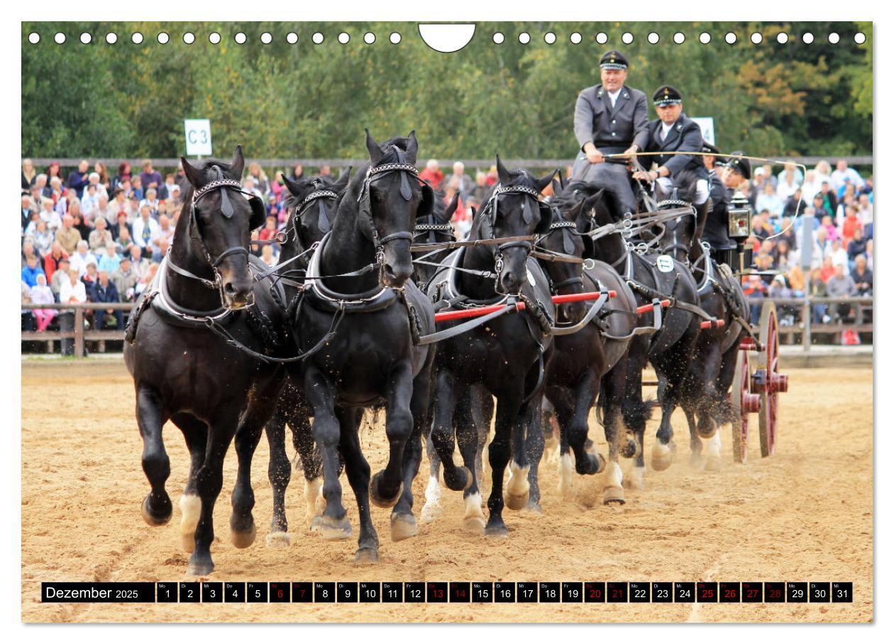 Bild: 9783435395590 | Schwere Warmblüter 2025 (Wandkalender 2025 DIN A4 quer), CALVENDO...