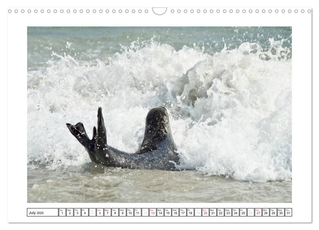 Bild: 9781325938506 | Seals on the Beach (Wall Calendar 2025 DIN A3 landscape), CALVENDO...