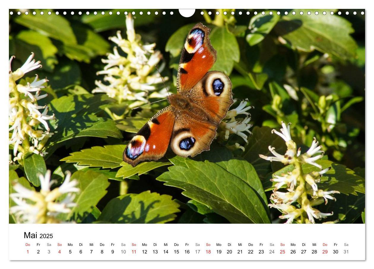 Bild: 9783435466269 | Paradies Naturgarten (Wandkalender 2025 DIN A3 quer), CALVENDO...