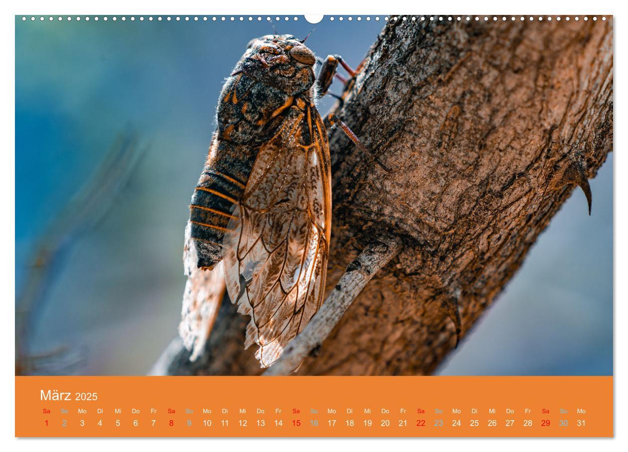 Bild: 9783383815836 | Wildes Leben - Ein Streifzug auf Zehenspitzen (Wandkalender 2025...