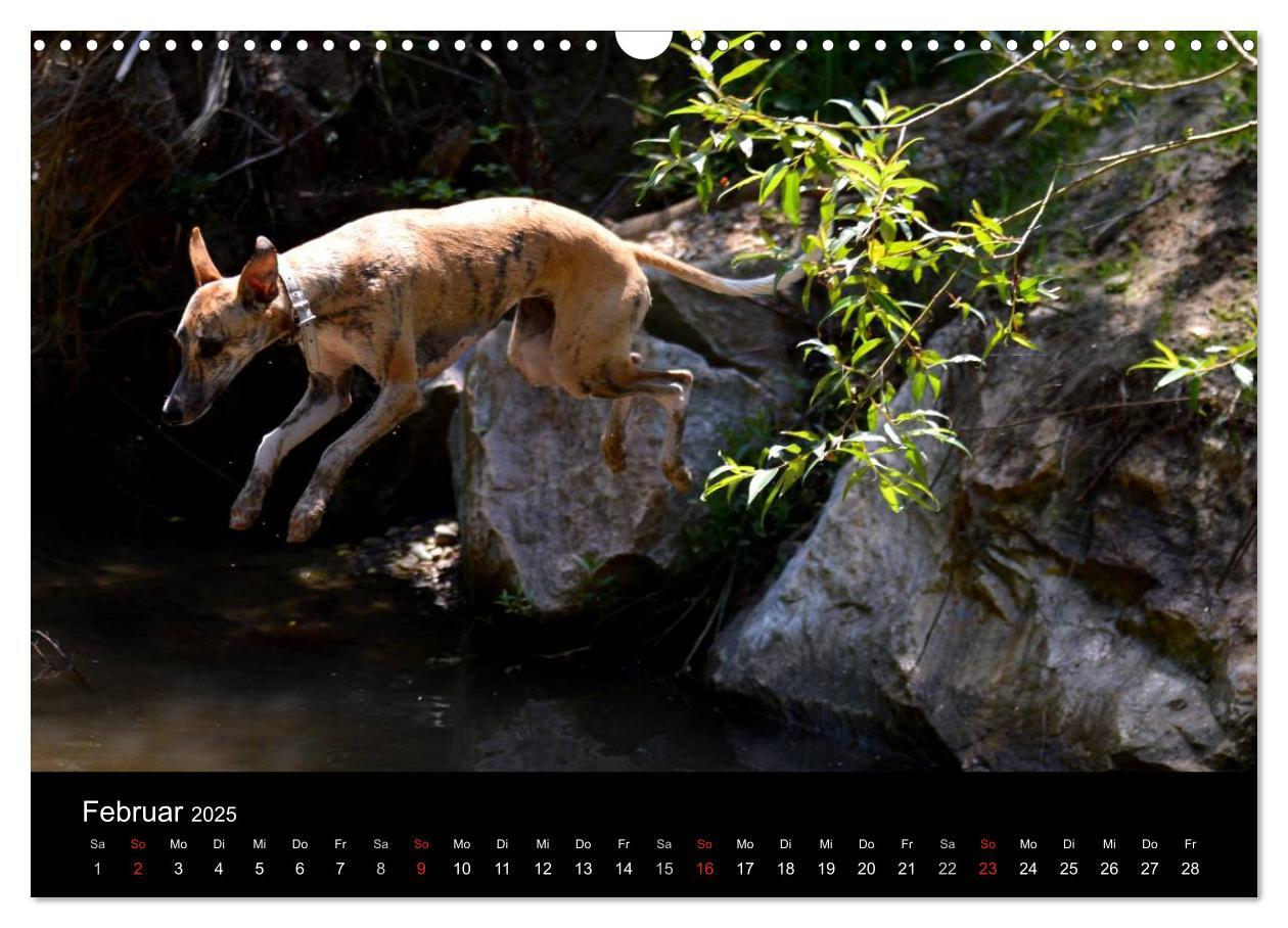 Bild: 9783435634385 | Whippets in Aktion (Wandkalender 2025 DIN A3 quer), CALVENDO...