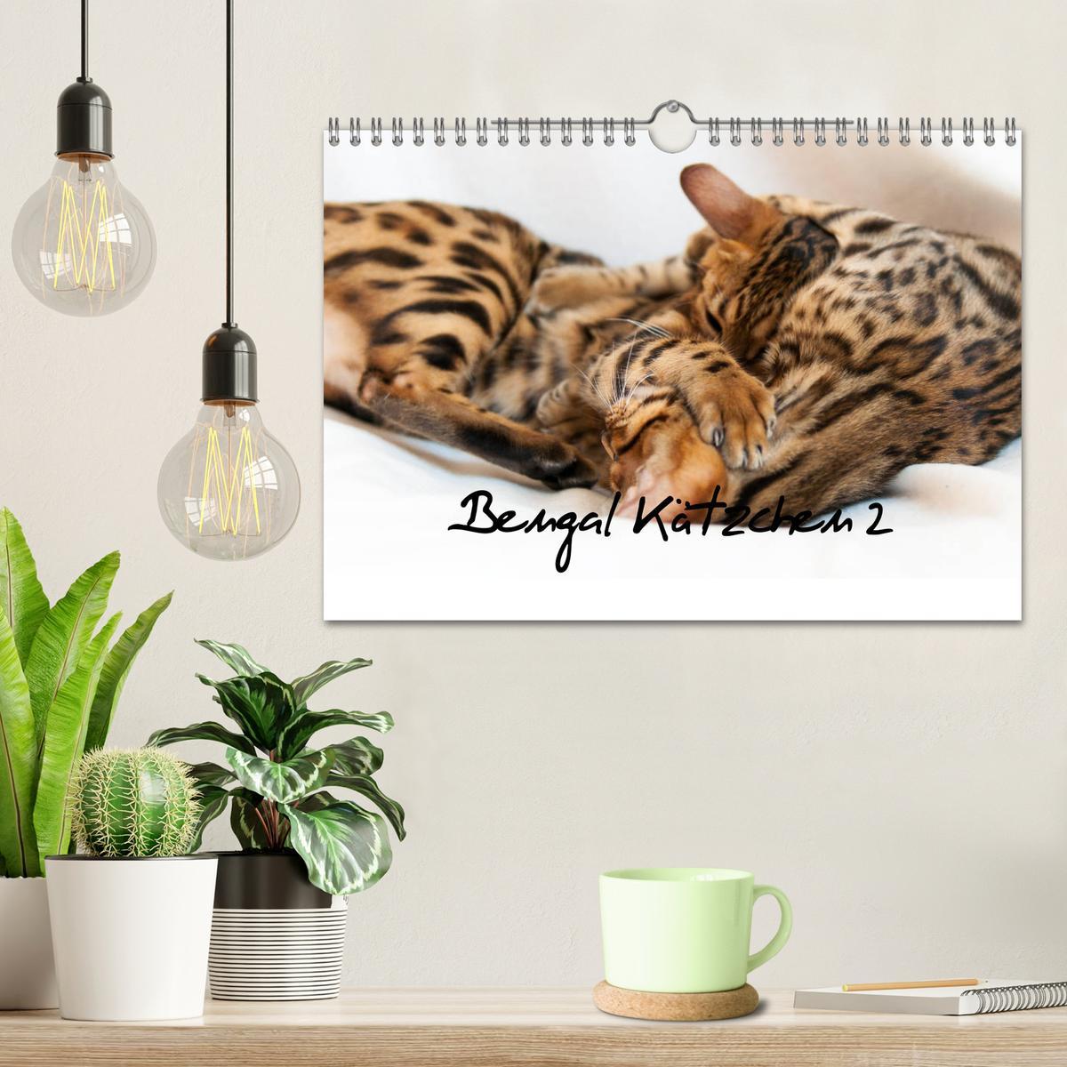 Bild: 9783435348527 | Bengal Kätzchen 2 (Wandkalender 2025 DIN A4 quer), CALVENDO...