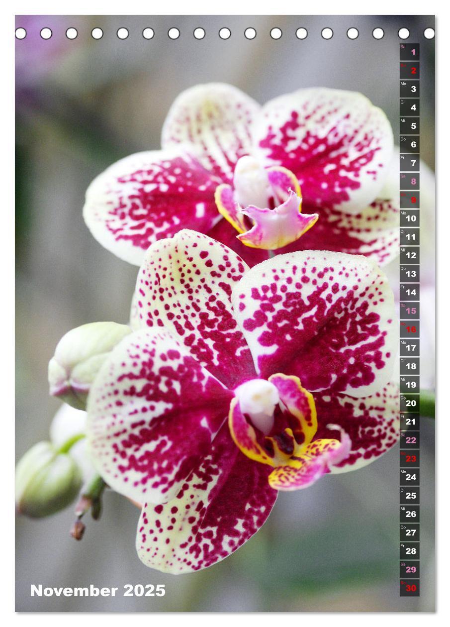 Bild: 9783435843077 | Phalaenopsis - Schöne Schmetterlingsorchideen (Tischkalender 2025...