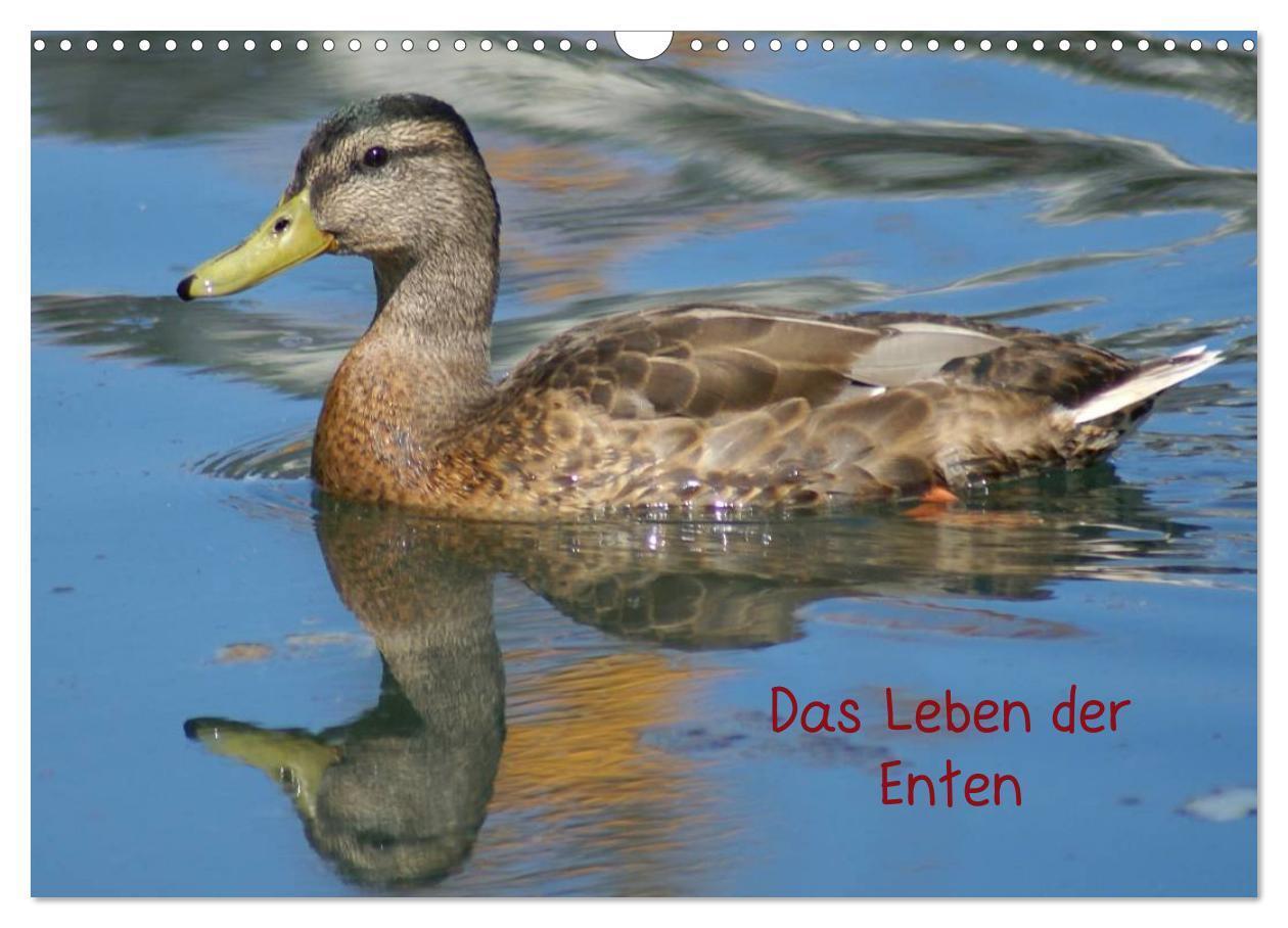 Cover: 9783435840526 | Das Leben der Enten (Wandkalender 2025 DIN A3 quer), CALVENDO...