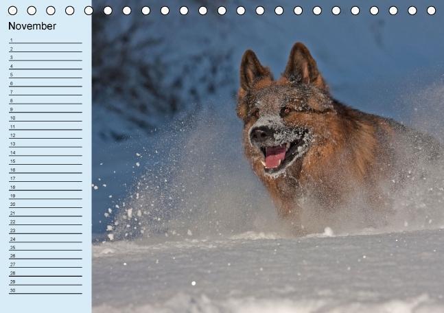 Bild: 9783660367836 | Der Schäferhunde-Geburtstagskalender (Tischkalender immerwährend...