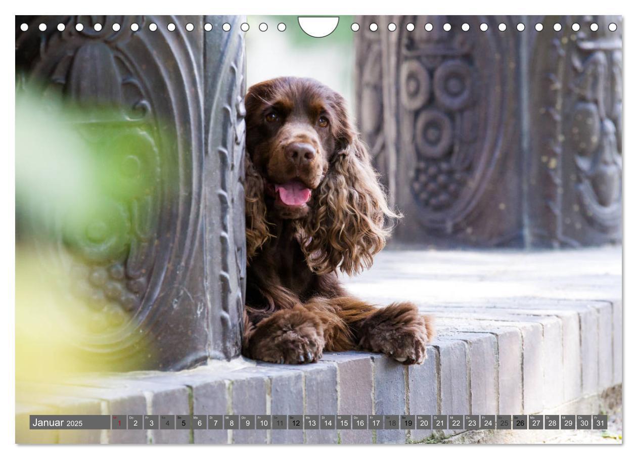 Bild: 9783435447930 | English Cocker Spaniels - Ein Spaziergang im Park (Wandkalender...