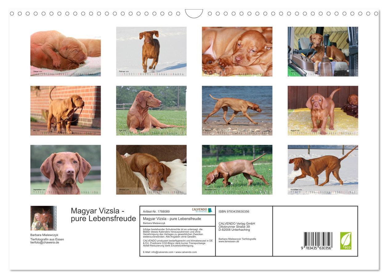 Bild: 9783435630356 | Magyar Vizsla - pure Lebensfreude (Wandkalender 2025 DIN A3 quer),...