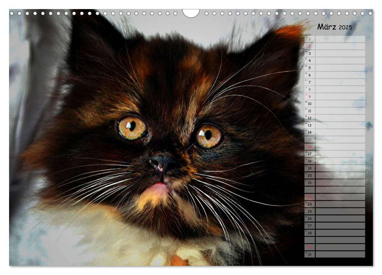 Bild: 9783435733859 | Katzen im Porträt / Geburtstagskalender (Wandkalender 2025 DIN A3...