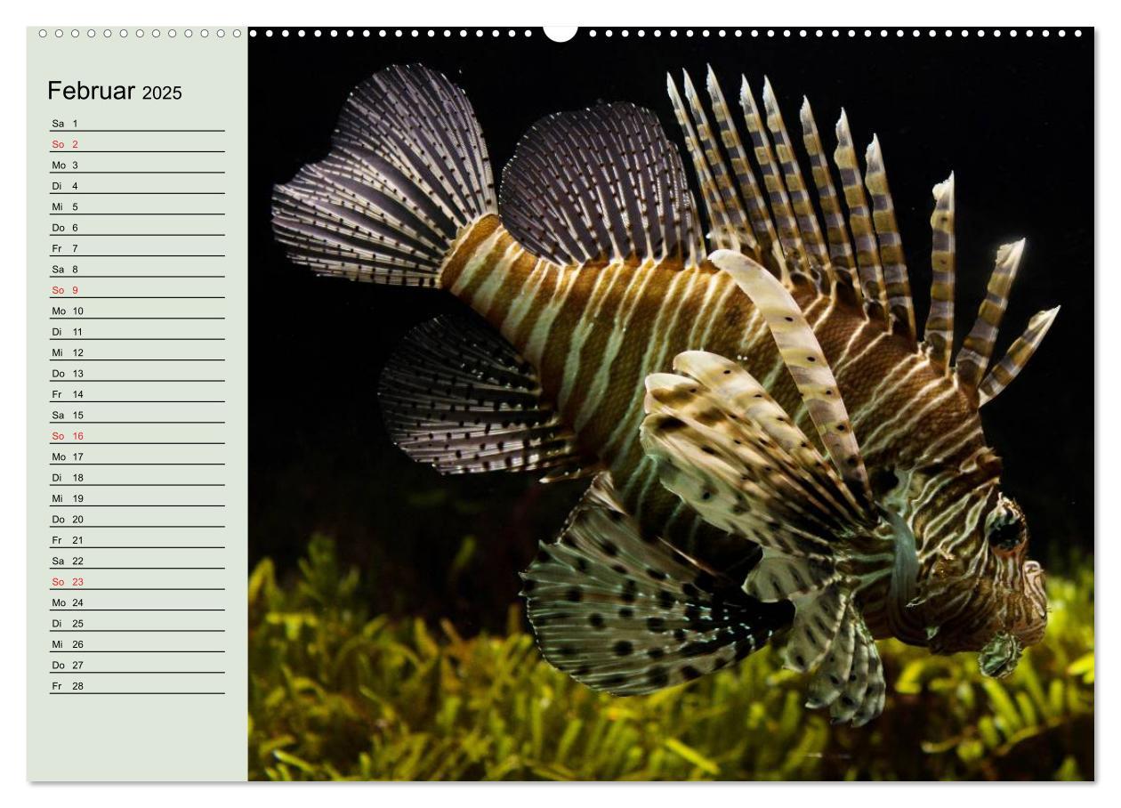 Bild: 9783435523078 | Knallbunte Wasserwelt. Die Welt der Fische (Wandkalender 2025 DIN...