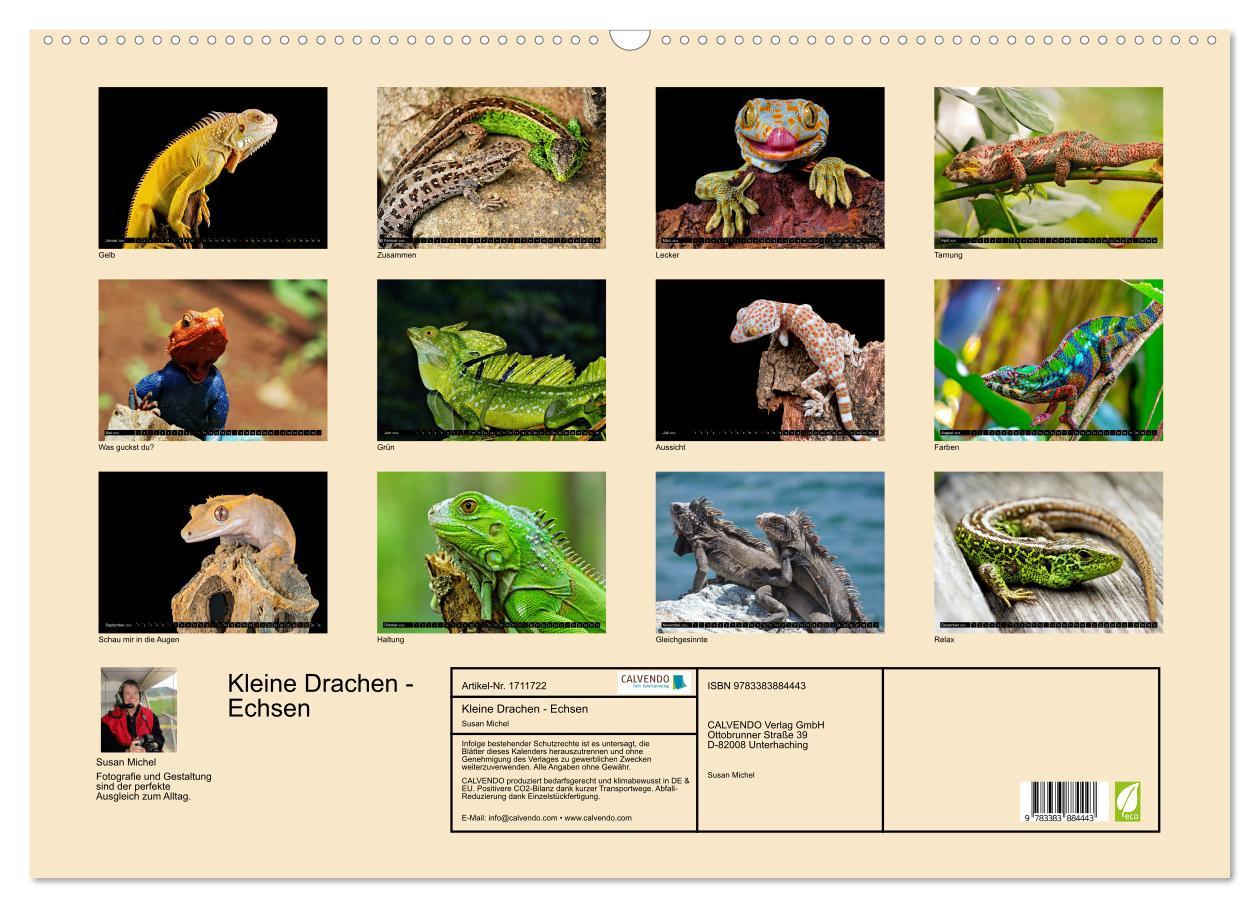 Bild: 9783383884443 | Kleine Drachen - Echsen (Wandkalender 2025 DIN A2 quer), CALVENDO...