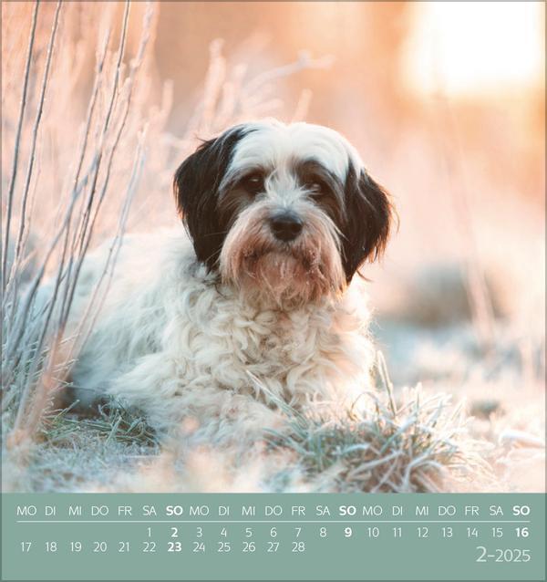 Bild: 9783731876717 | Hunde 2025 | aufstellbarer Postkartenkalender | Verlag Korsch | 13 S.