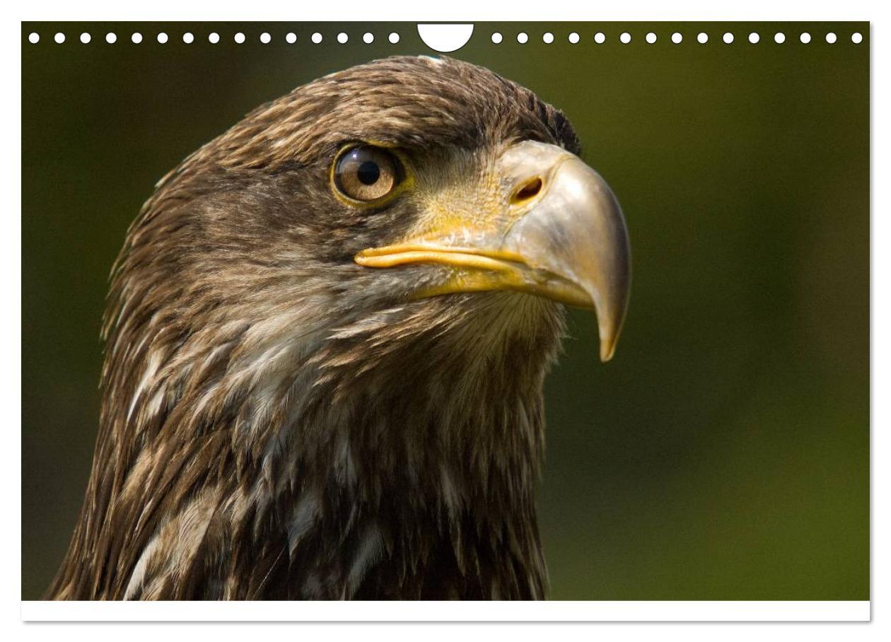 Bild: 9783435515493 | Der Steinadler. Majestätischer Greifvogel (Wandkalender 2025 DIN A4...