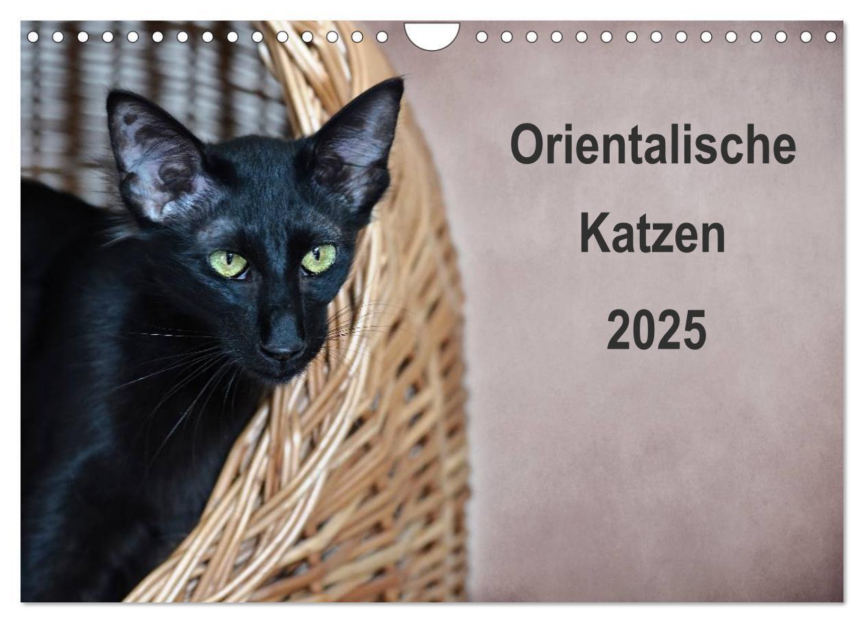 Cover: 9783435730070 | Orientalische Katzen (Wandkalender 2025 DIN A4 quer), CALVENDO...