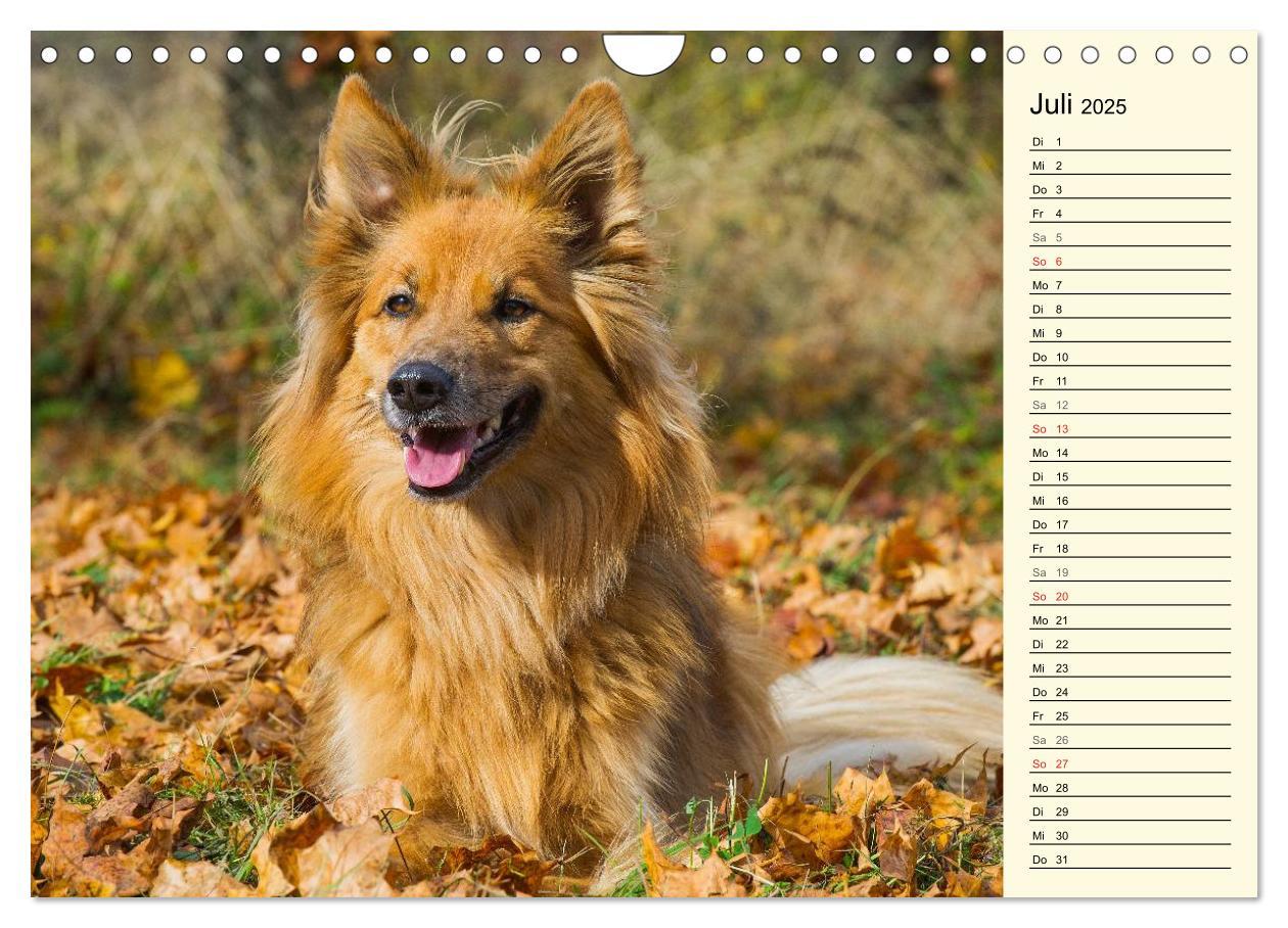 Bild: 9783435541935 | Altdeutsche Hütehunde - Fast vergessen (Wandkalender 2025 DIN A4...