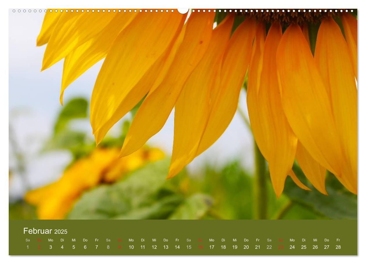 Bild: 9783435799404 | Sonnenblumen - die Blumen der Lebensfreude (Wandkalender 2025 DIN...