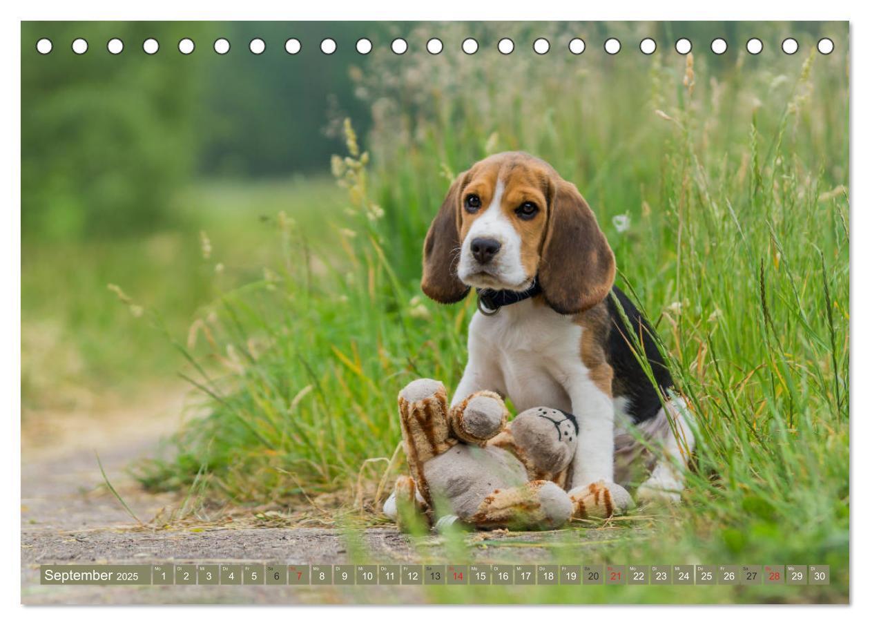 Bild: 9783435573578 | Beaglebabys auf Entdeckungstour (Tischkalender 2025 DIN A5 quer),...