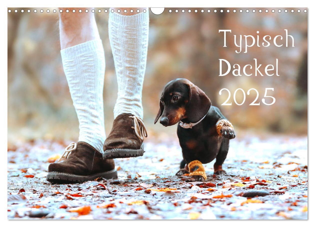 Cover: 9783435209361 | Typisch Dackel 2025 (Wandkalender 2025 DIN A3 quer), CALVENDO...