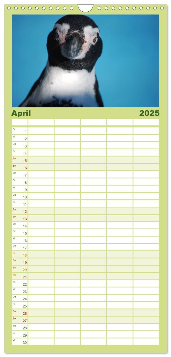 Bild: 9783457120293 | Familienplaner 2025 - Pinguine 2025 mit 5 Spalten (Wandkalender, 21...