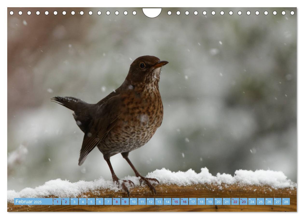 Bild: 9783435026302 | Amsel - Schwarzdrossel fotografiert von Ostfriesenfotografie...