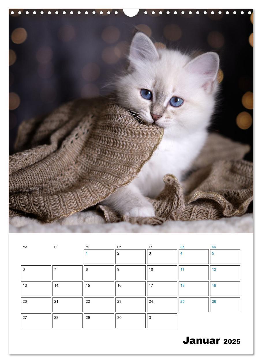 Bild: 9783435062706 | Heilige Birma Kitten - süße kleine Flauschbällchen (Wandkalender...