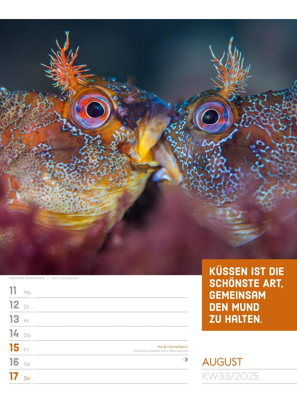 Bild: 9783838425962 | Tierisch! Sprüchekalender - Wochenplaner Kalender 2025 | Kunstverlag