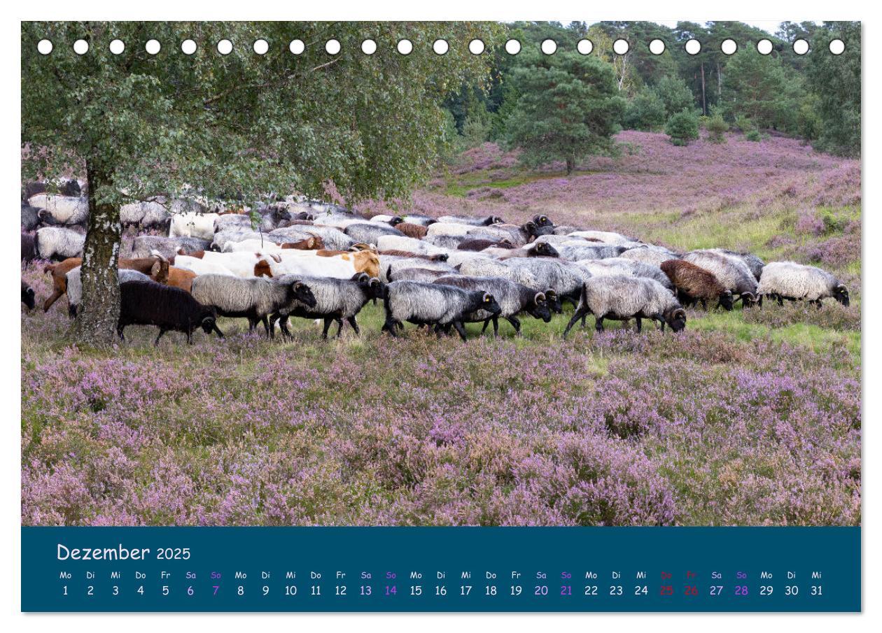 Bild: 9783435014729 | Heidschnucken, die prächtigen Schafe der Lüneburger Heide...