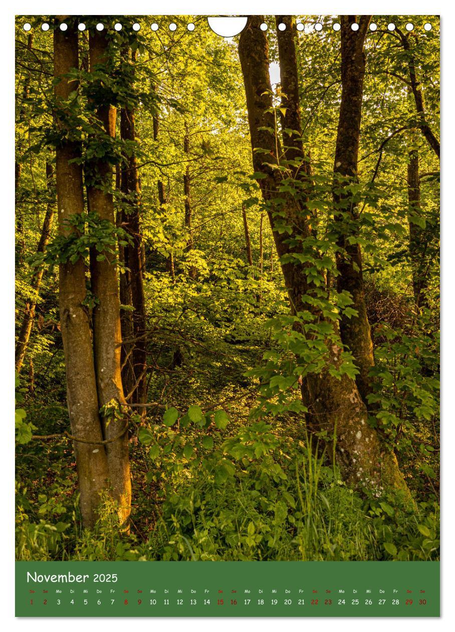 Bild: 9783435862481 | Ich bin dann mal im Wald (Wandkalender 2025 DIN A4 hoch), CALVENDO...