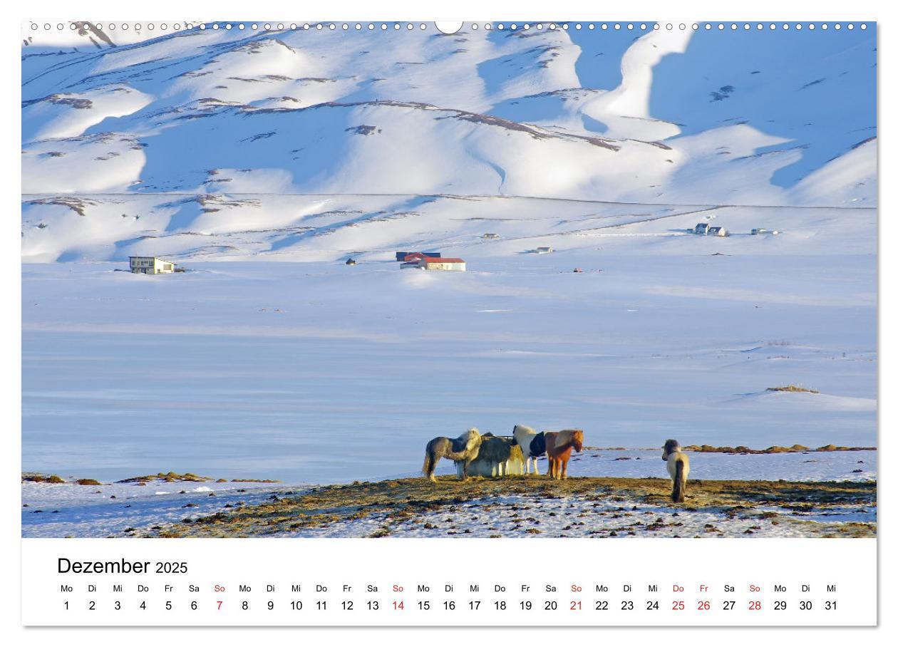 Bild: 9783435613274 | Die Pferde Islands - Ein Streifzug durch Island (Wandkalender 2025...