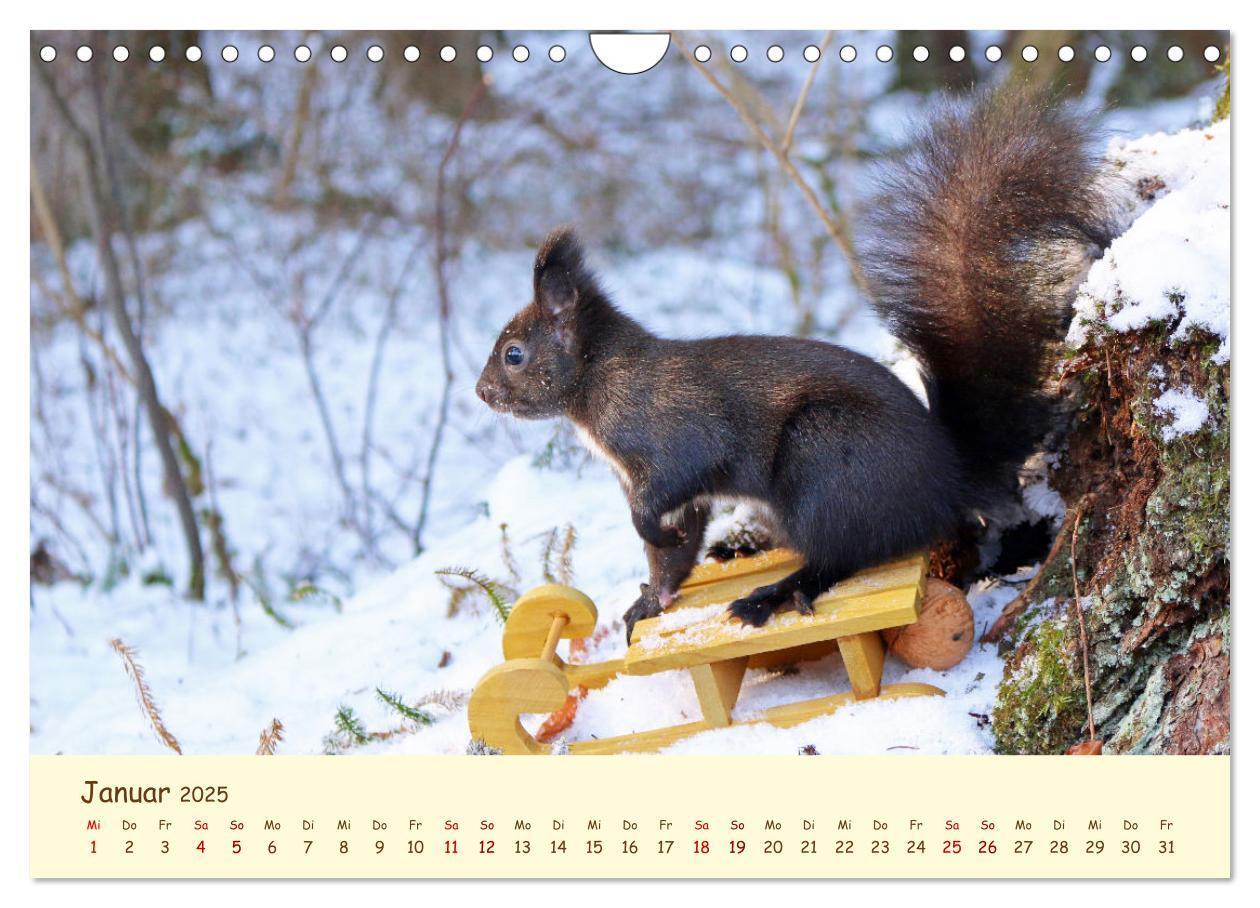 Bild: 9783435063383 | Eichhörnchen - zauberhaft verspielt (Wandkalender 2025 DIN A4...