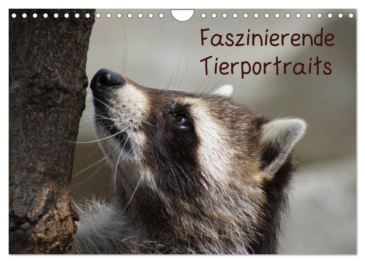 Cover: 9783435816941 | Faszinierende Tierportraits (Wandkalender 2025 DIN A4 quer),...