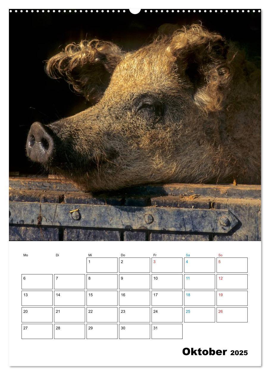 Bild: 9783457077382 | Schweine 2025 (Wandkalender 2025 DIN A2 hoch), CALVENDO Monatskalender