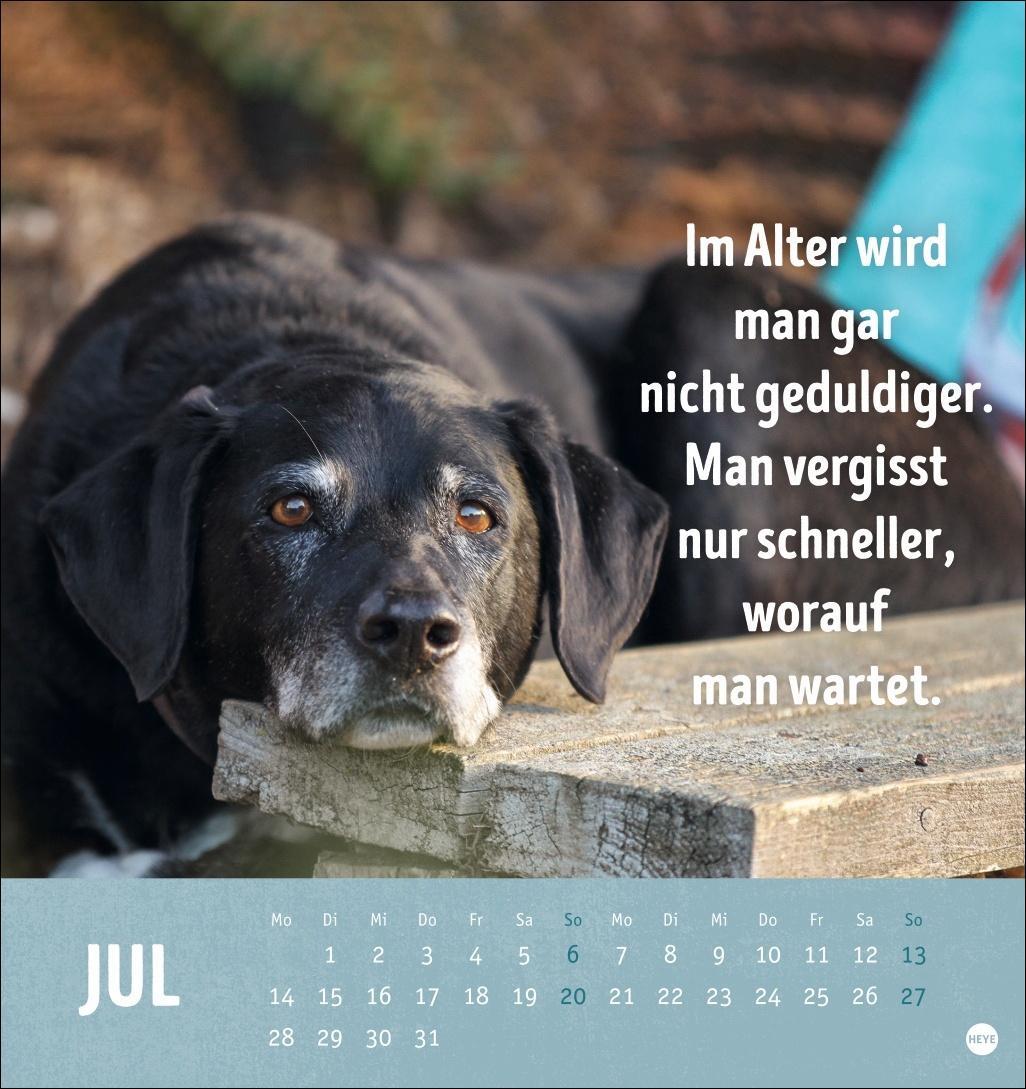 Bild: 9783756407187 | Alt! Aber gut drauf Postkartenkalender 2025 - Der tierische...