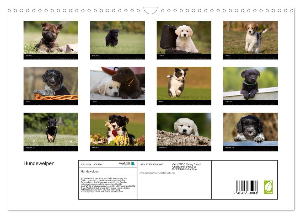 Bild: 9783435834013 | Hundewelpen (Wandkalender 2025 DIN A3 quer), CALVENDO Monatskalender