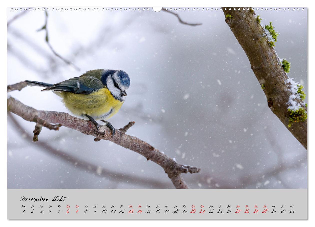 Bild: 9783435065479 | Bunte Vögel am Futterplatz (Wandkalender 2025 DIN A2 quer),...