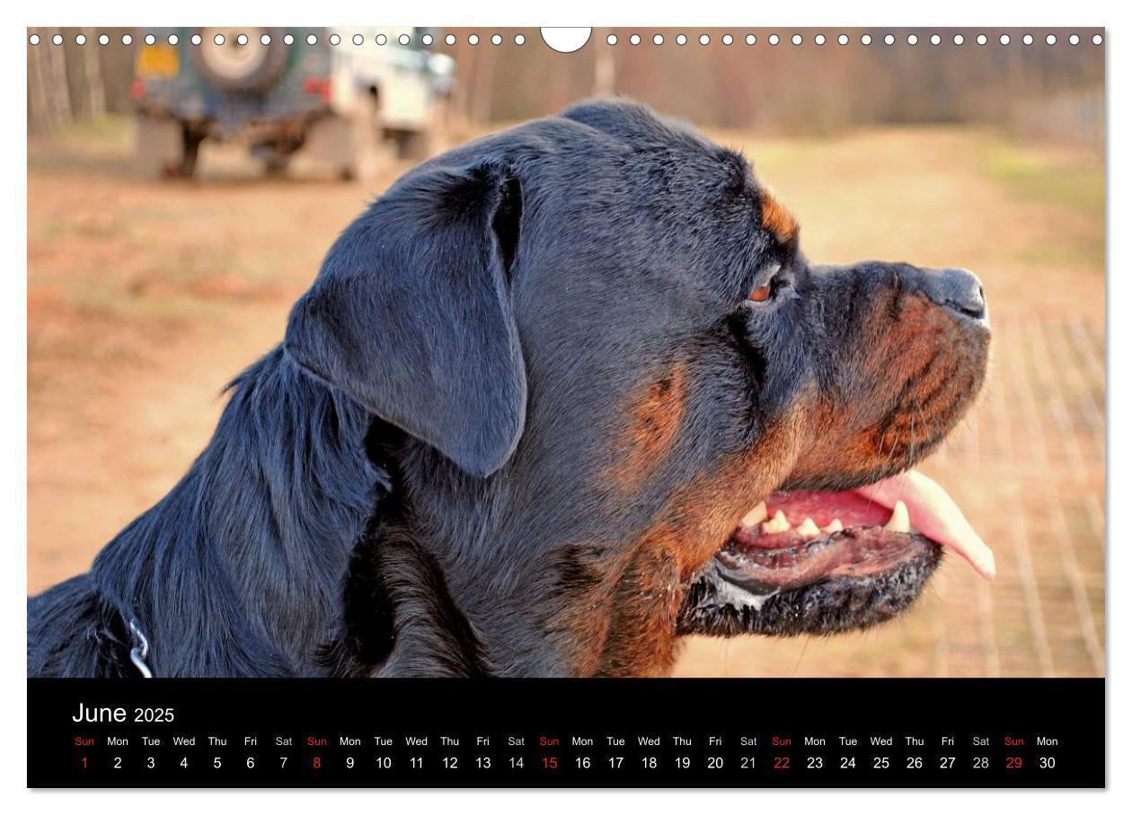 Bild: 9781325956319 | Rottweiler Portait Shots 2025 (Wall Calendar 2025 DIN A3...