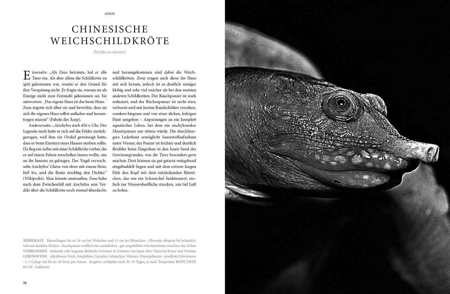 Bild: 9783866595217 | REPTILIA | Köpfe der Urzeit | Tom Krausz (u. a.) | Buch | 224 S.