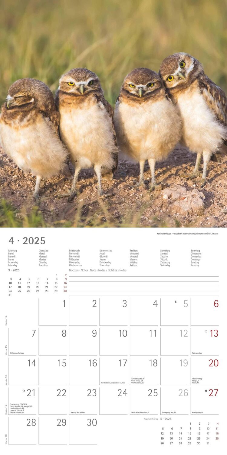 Bild: 4251732340735 | Eulen 2025 - Broschürenkalender 30x30 cm (30x60 geöffnet) -...