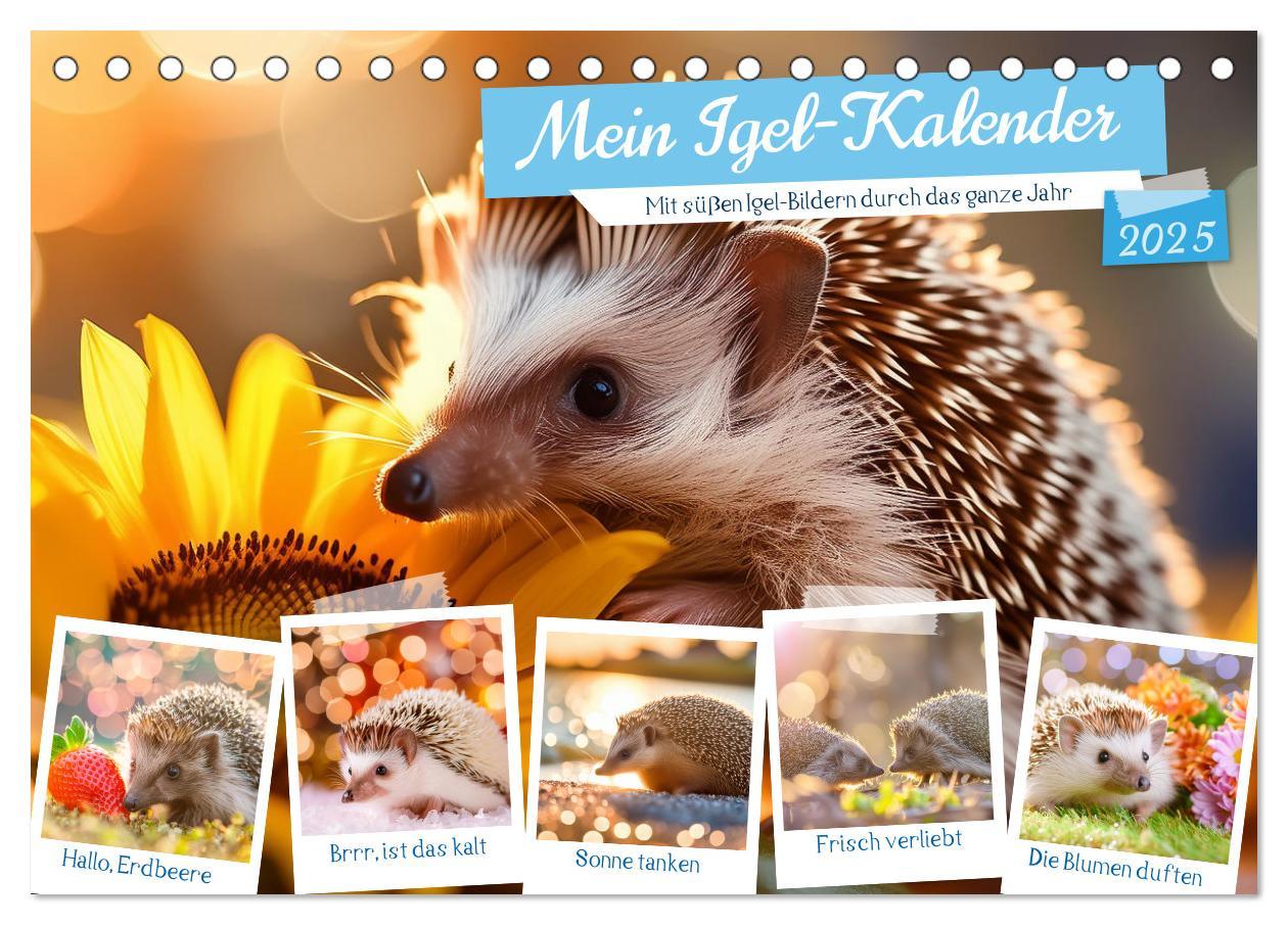 Cover: 9783435516230 | Mein Igel-Kalender (Tischkalender 2025 DIN A5 quer), CALVENDO...