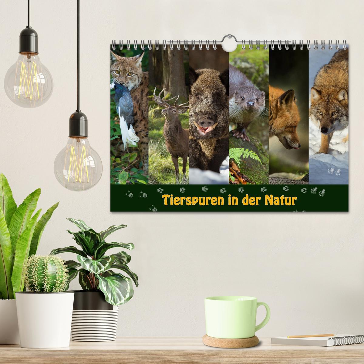 Bild: 9783435384198 | Tierspuren in der Natur (Wandkalender 2025 DIN A4 quer), CALVENDO...