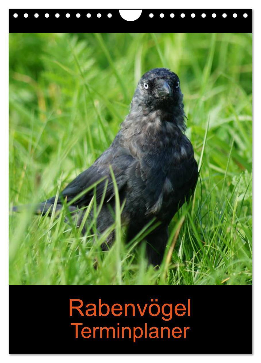 Cover: 9783457021088 | Rabenvögel Terminplaner (Wandkalender 2025 DIN A4 hoch), CALVENDO...