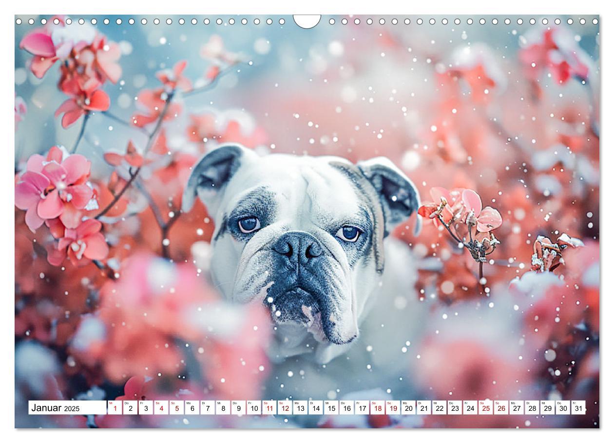 Bild: 9783383808067 | Englische Bulldoggen im Blütenmeer (Wandkalender 2025 DIN A3 quer),...