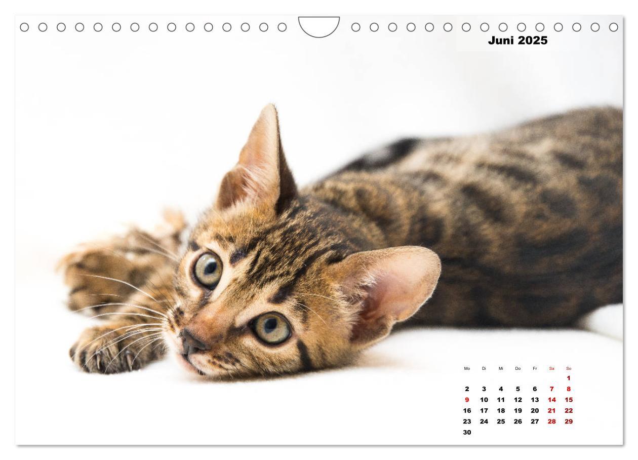 Bild: 9783435348527 | Bengal Kätzchen 2 (Wandkalender 2025 DIN A4 quer), CALVENDO...