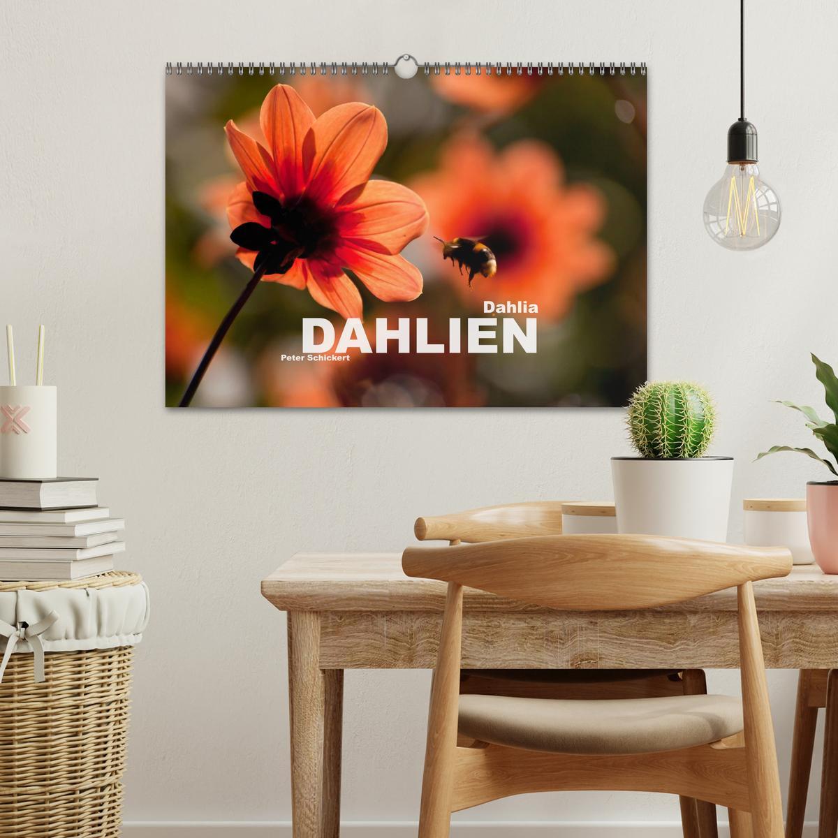 Bild: 9783435663651 | Dahlia - Dahlien (Wandkalender 2025 DIN A3 quer), CALVENDO...