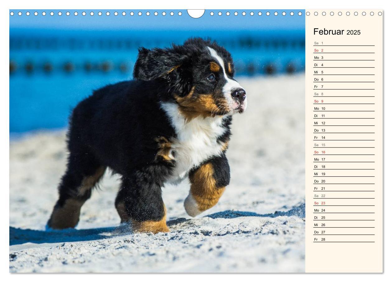 Bild: 9783435478194 | Seebärchen entdecken die Welt - Berner Sennenhunde (Wandkalender...