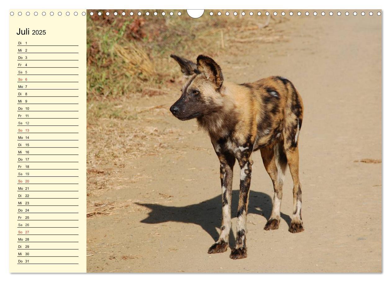 Bild: 9783435493722 | Afrika. Tiere in freier Wildbahn (Wandkalender 2025 DIN A3 quer),...