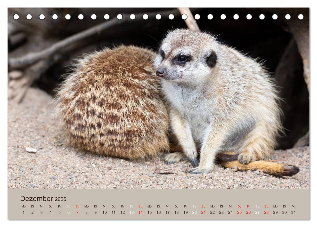 Bild: 9783435210206 | Quirlige Erdmännchen (Tischkalender 2025 DIN A5 quer), CALVENDO...