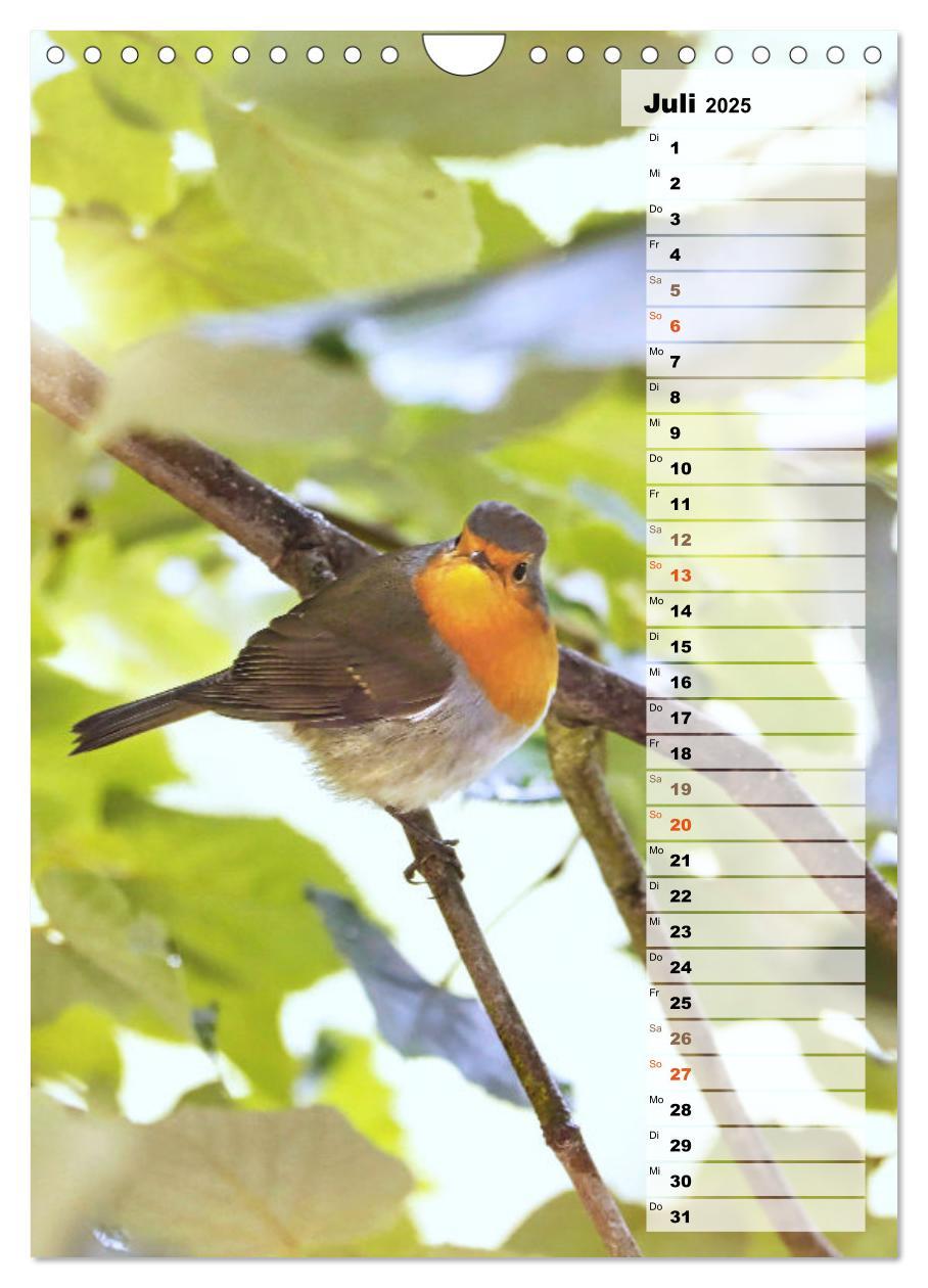 Bild: 9783435881208 | Niedliche Rotkehlchen (Wandkalender 2025 DIN A4 hoch), CALVENDO...