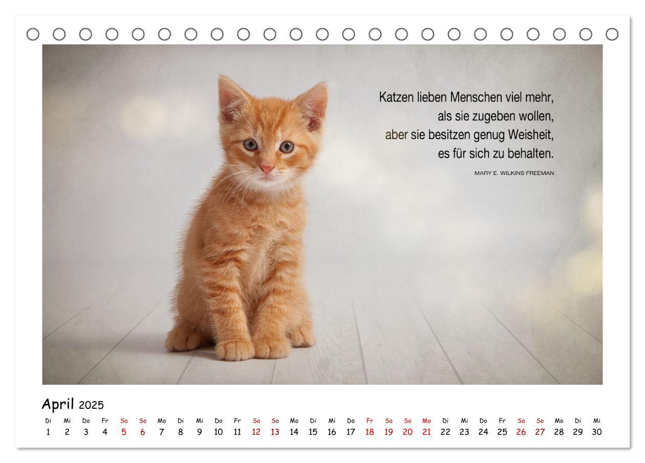 Bild: 9783435085538 | Kätzchen-Kalender mit Sprüchen (Tischkalender 2025 DIN A5 quer),...