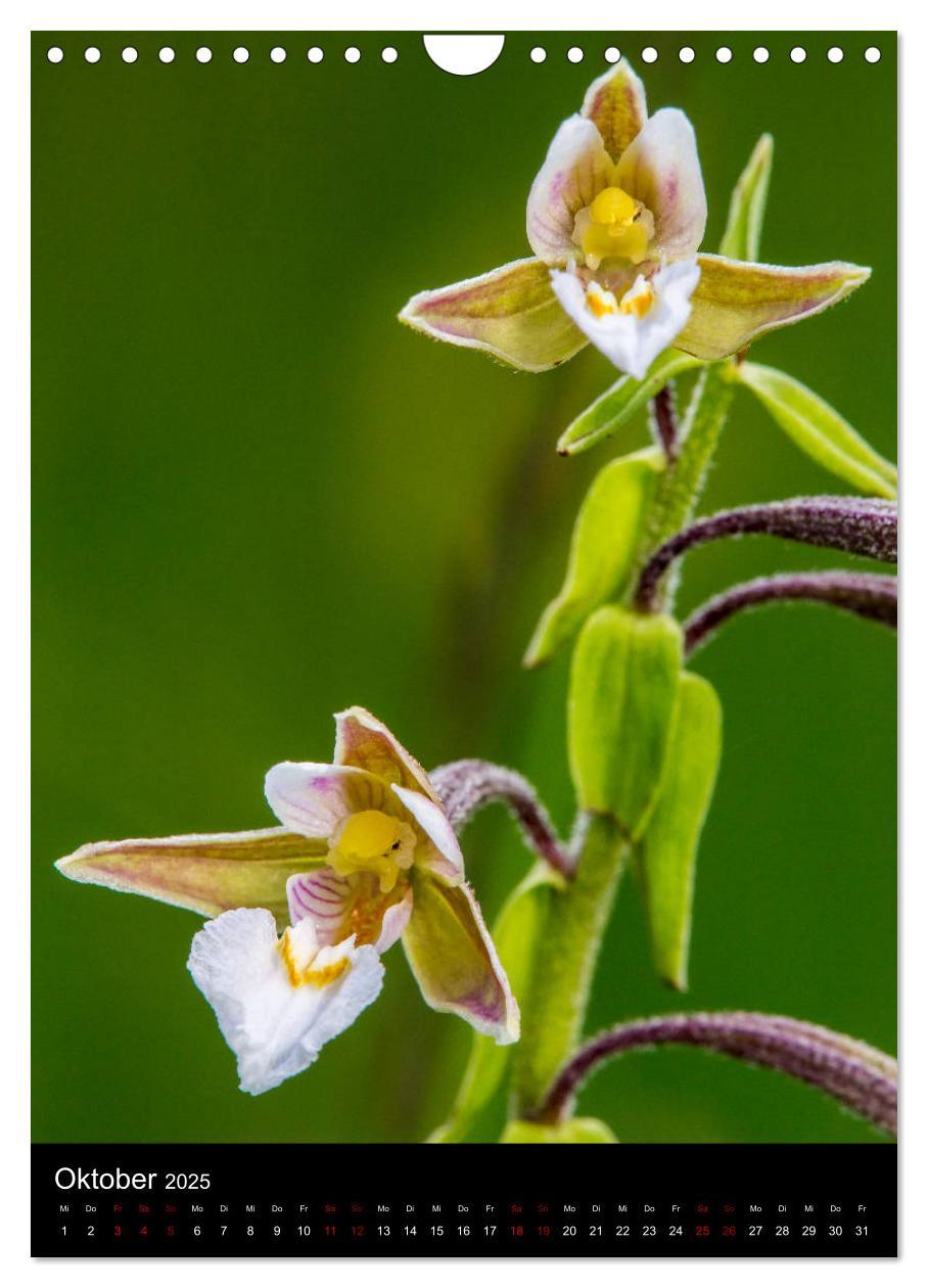 Bild: 9783435988341 | Im richtigen Licht: Wilde Orchideen in Südbayern (Wandkalender 2025...