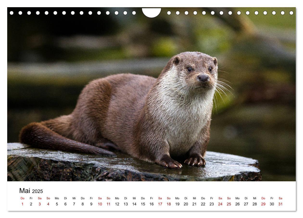 Bild: 9783435380053 | Otter - Jäger an Flüssen und Seen (Wandkalender 2025 DIN A4 quer),...